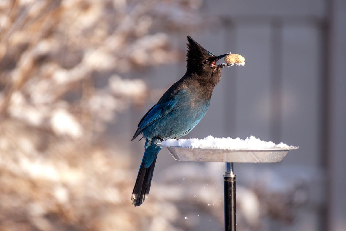 Steller’s Jay Guide